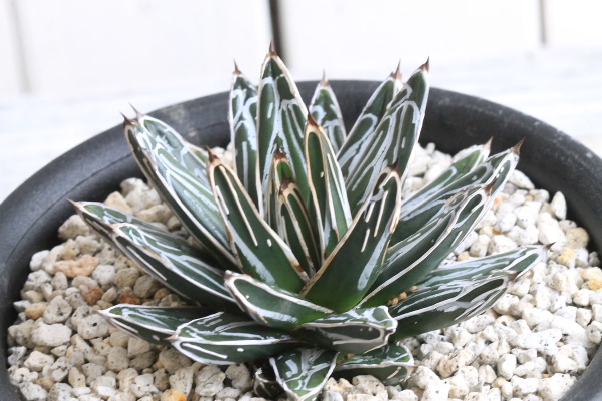 笹の雪　特濃白ペンキ　アガベ　氷山 アガベ 笹の雪 NO-2 | hanayoshi-botanical