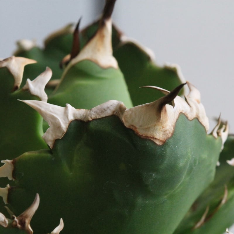 アガベ チタノタ(強刺） | hanayoshi-botanical