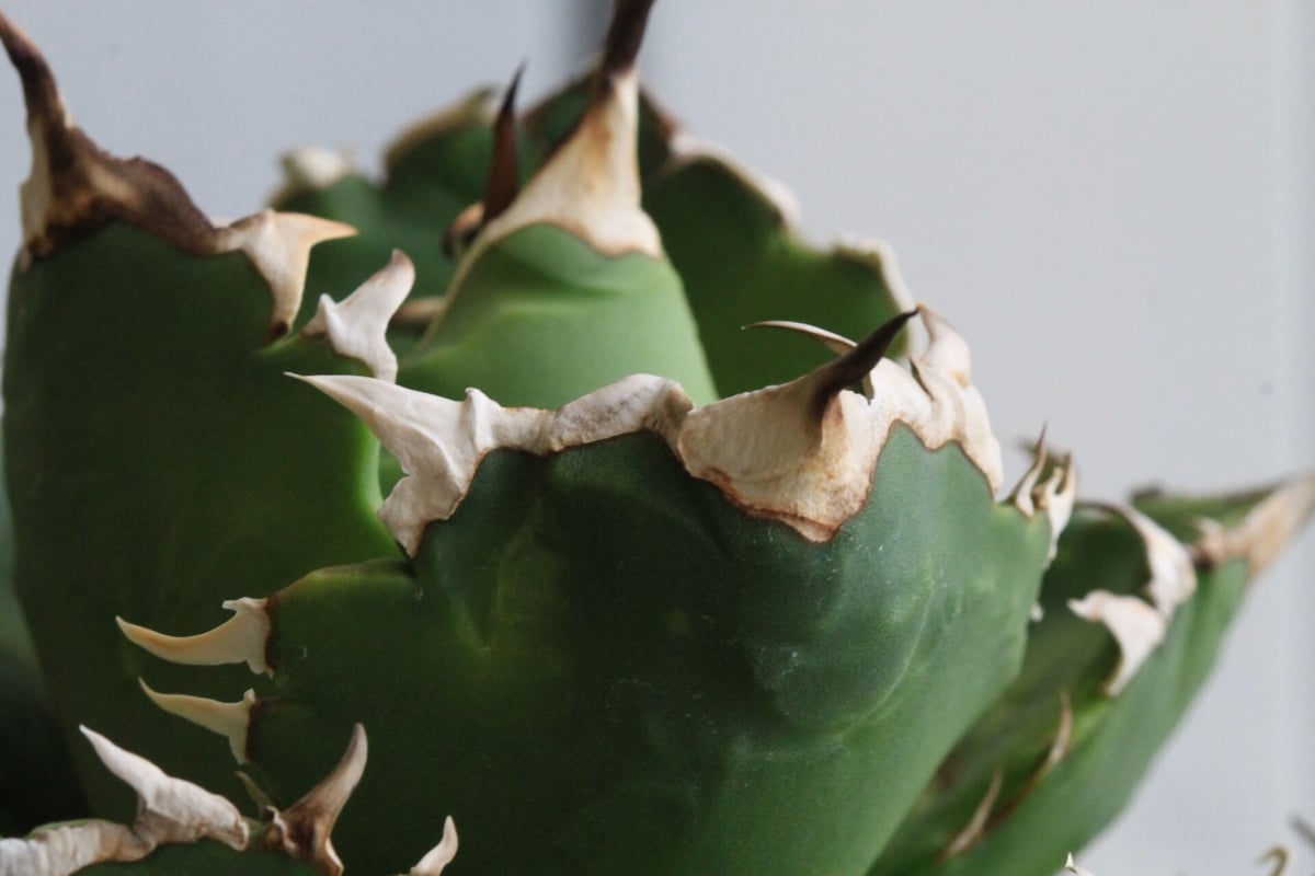 【強刺】アガベ　チタノタ　ボール中株E アガベ・チタノタ白鯨（ボールタイプ）中-092｜agave titanota