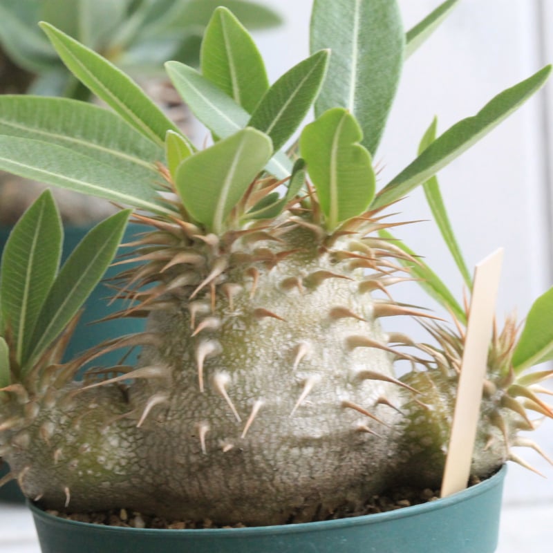 パキポディウム ラウヒー 実生④ | hanayoshi-botanical