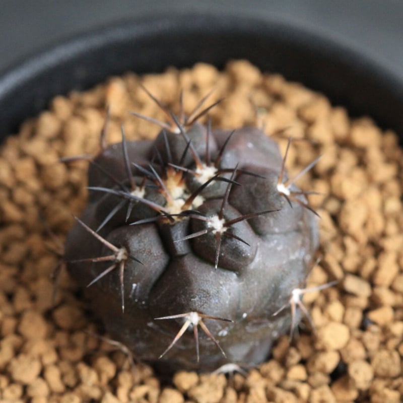 コピアポア デュラ | hanayoshi-botanical