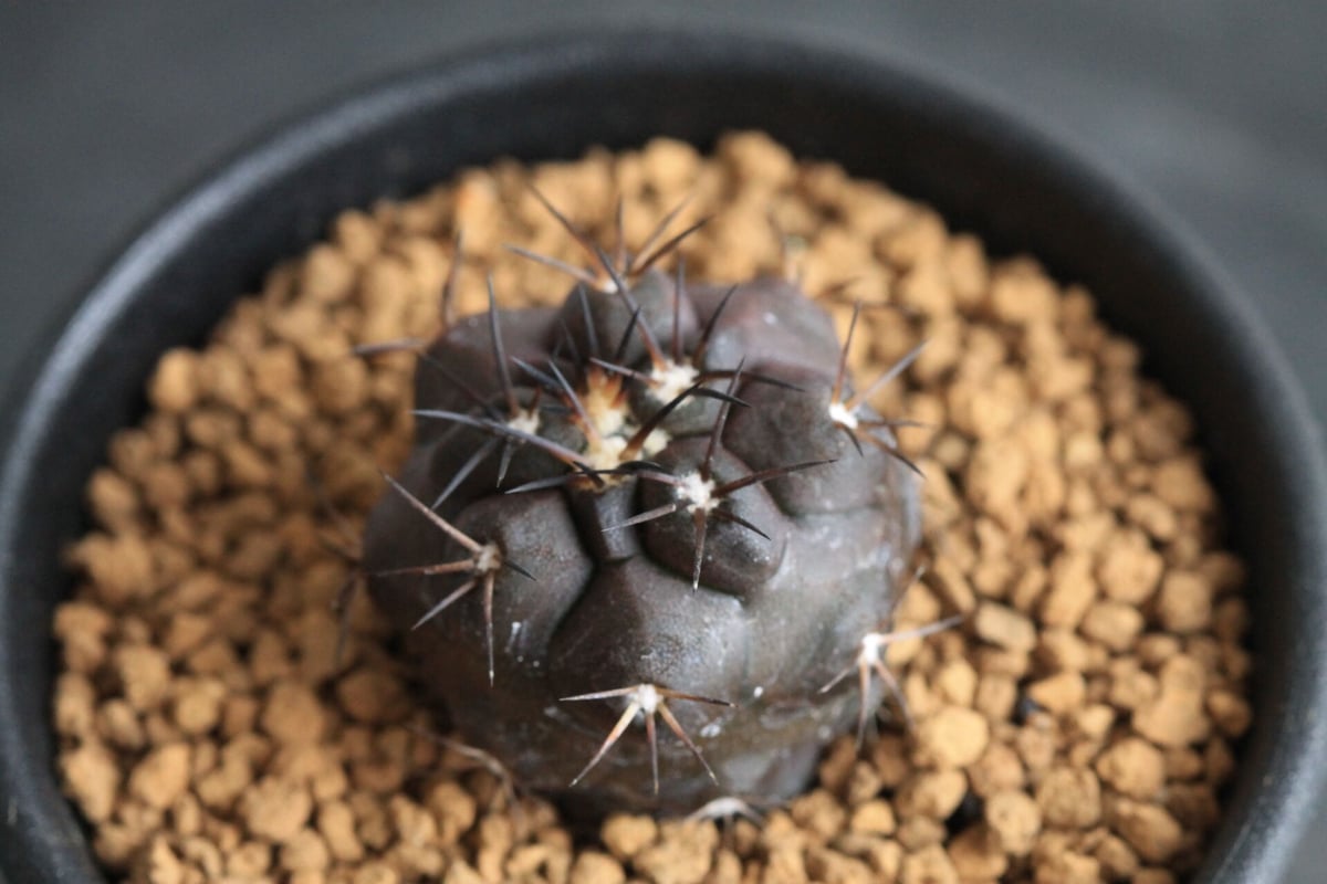 コピアポア　グリオセ×デュラ　台付 コピアポア デュラ | hanayoshi-botanical