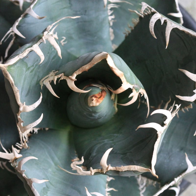 チタノタ　アガベ　4点セット　ハイブリッド　寛葉　ジャガー　ホワイトシャーク チタノタ アガベ 4点セット ハイブリッド 寛葉 ジャガー