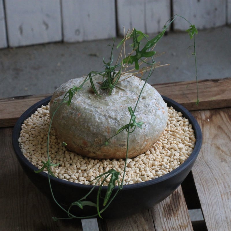 アデニア キルキー | hanayoshi-botanical