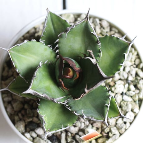 Agave titanota FO76