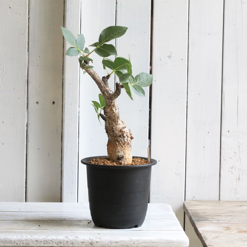 コミフォラ グイドッティ | hanayoshi-botanical