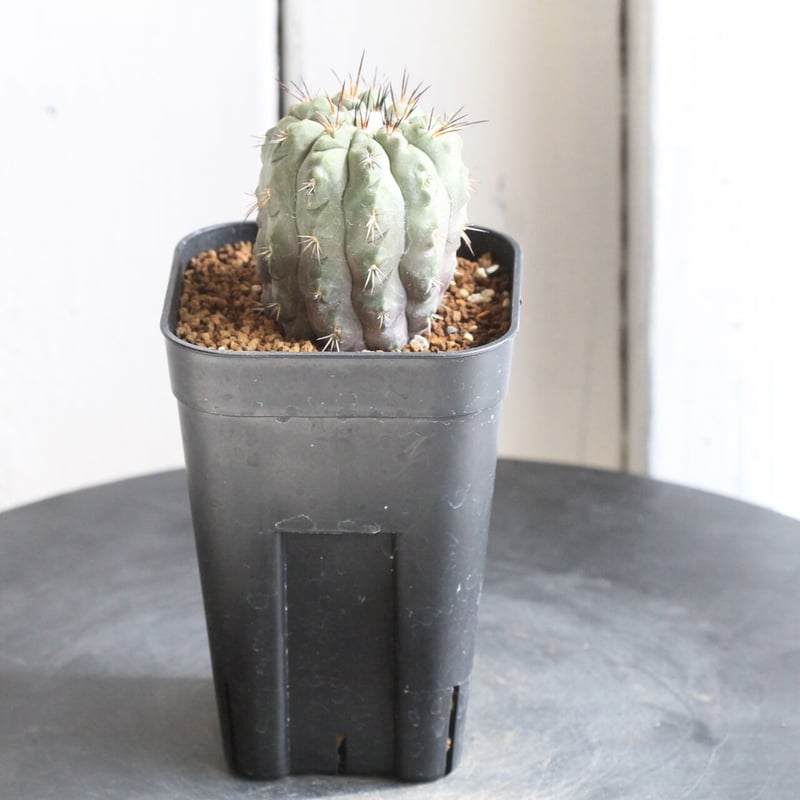 コピアポア アルチコスタータ | hanayoshi-botanical