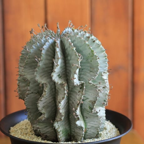 Euphorbia horrida アルバ
