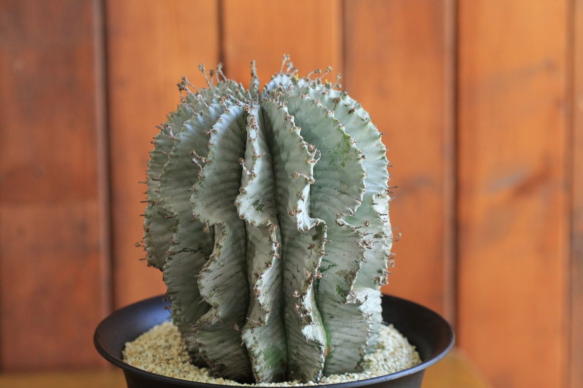 限定値下げユーフォルビアホリダアルバ群生青白個体