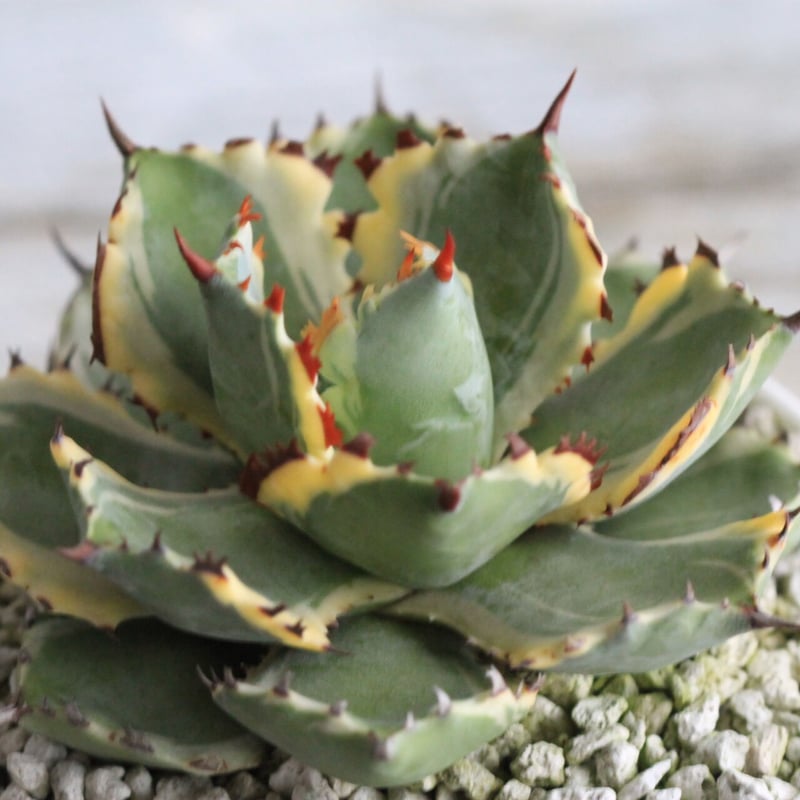 Agave 王妃カブトガニ錦 | hanayoshi-botanical