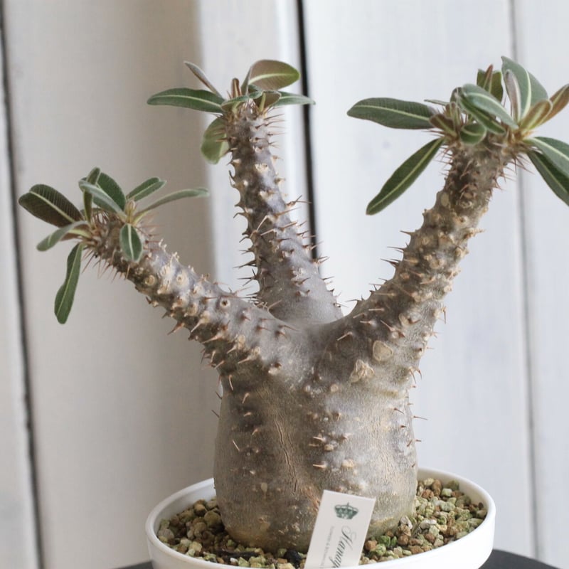 パキポディウム　カクチペス　赤肌 isla del pescado - Pachypodium rosulatum var. cactipes