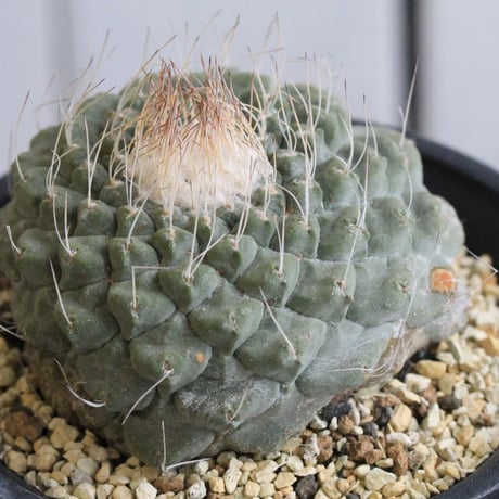 ストロンボカクタス　菊水