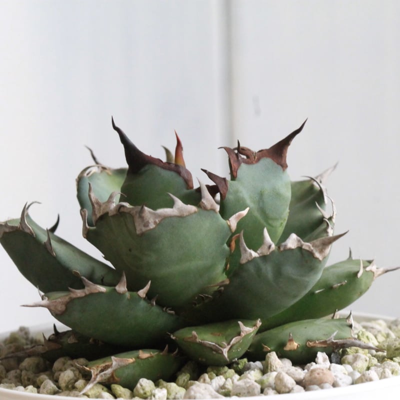 アガベ チタノタ NO.1 | hanayoshi-botanical