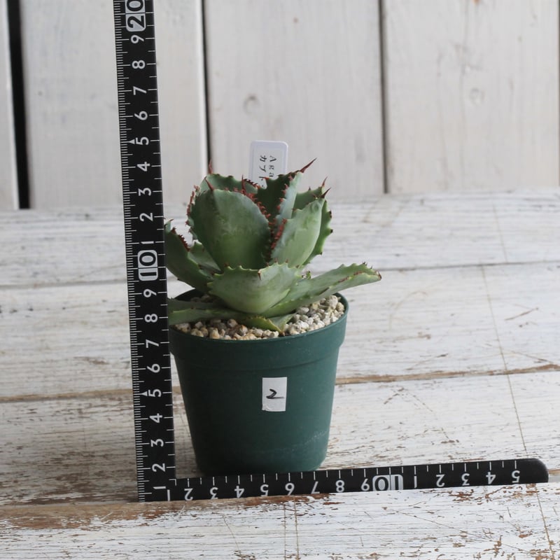 アガベ カブトガニ・オリジナル② | hanayoshi-botanical