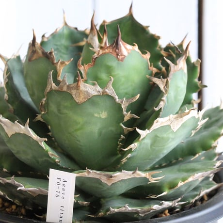 チタノタfo76 | STORES