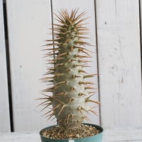 コミフォラ カタフ ターカネンシス 現地球④ | hanayoshi-botanical