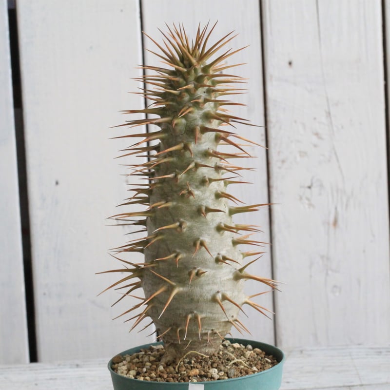 パキポディウム アンボンゲンセ 実生① | hanayoshi-botanical