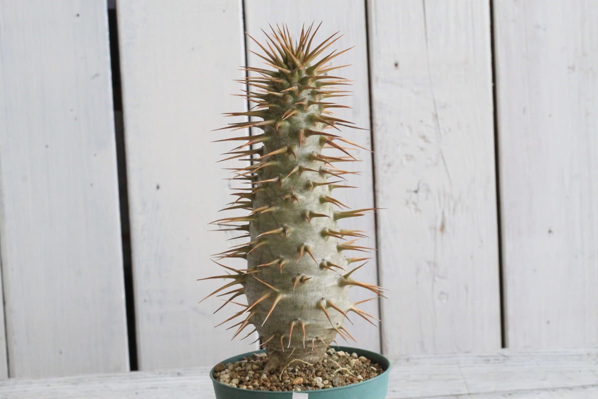 パキポディウム アンボンゲンセ 実生① | hanayoshi-botanical