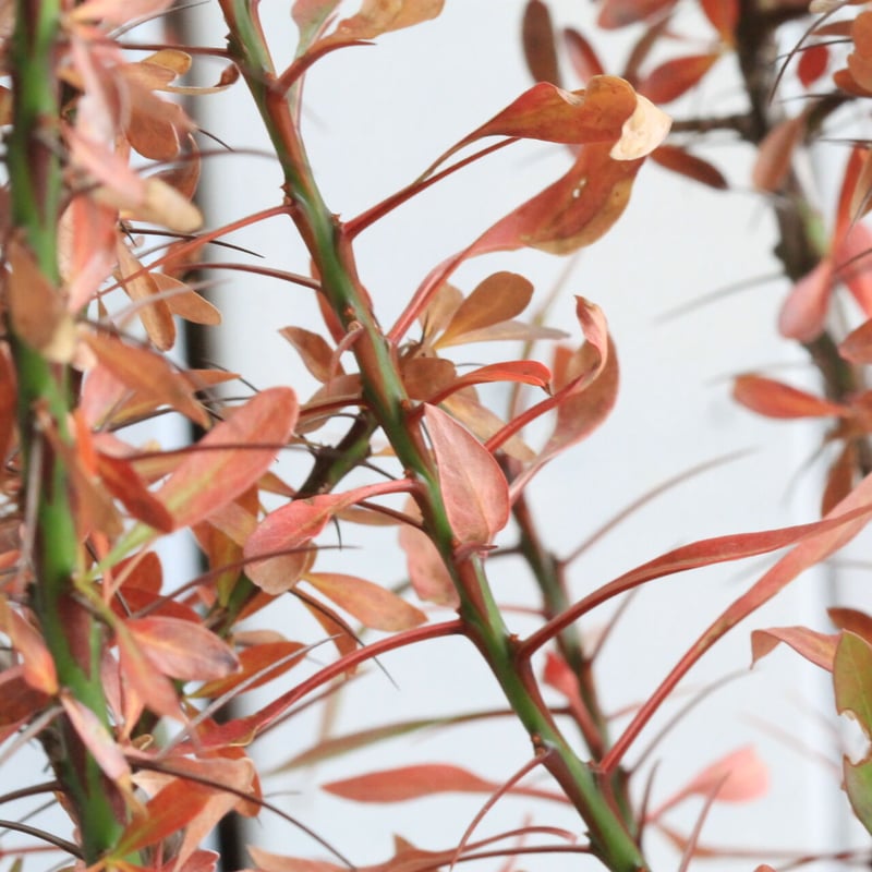 フォークイエリア ファシクラータ | hanayoshi-botanical