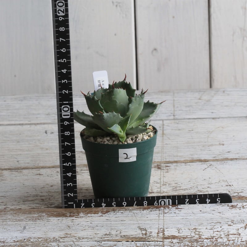 アガベ イシスメンシス 旧雷帝② | hanayoshi-botanical