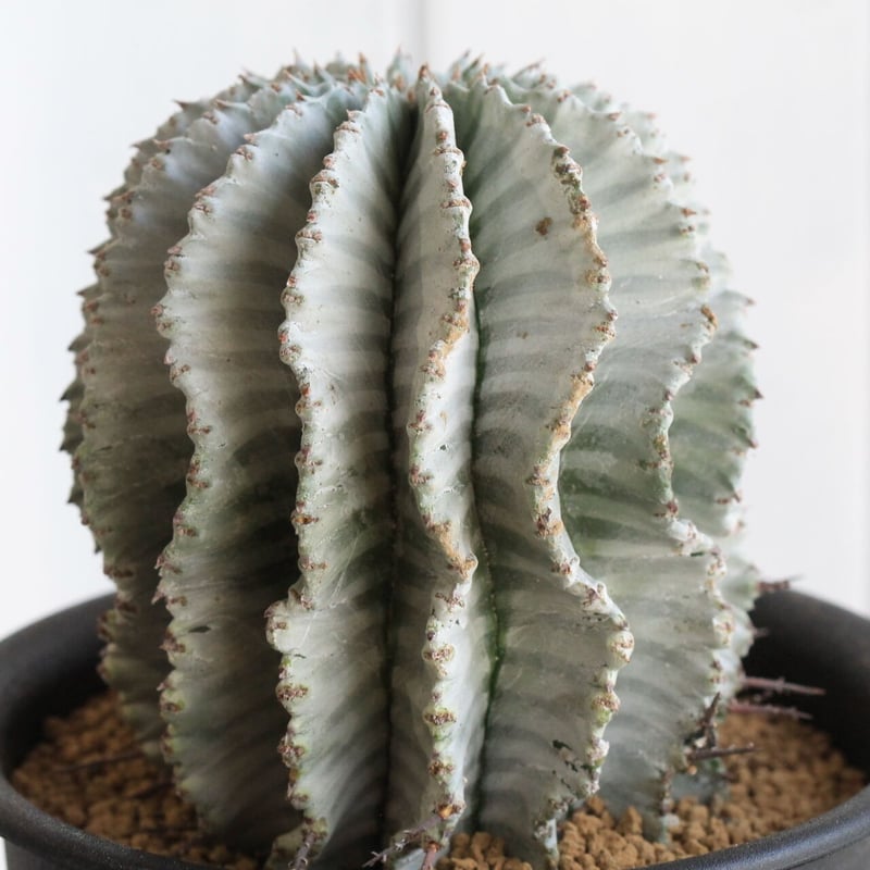 ユーフォルビア ホワイトストリアータ | hanayoshi-botanical