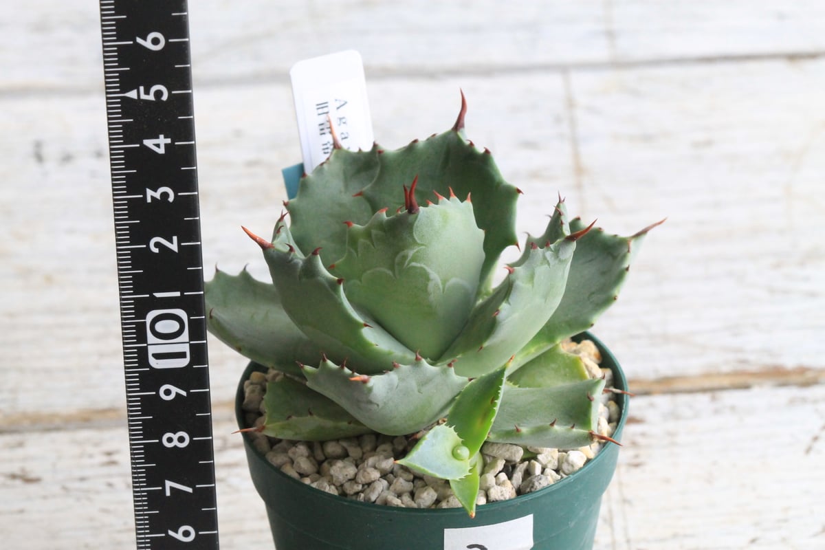 アガベ　イシスメンシス　旧雷帝 5号鉢サイズ アガベ イシスメンシス 旧雷帝② | hanayoshi-botanical