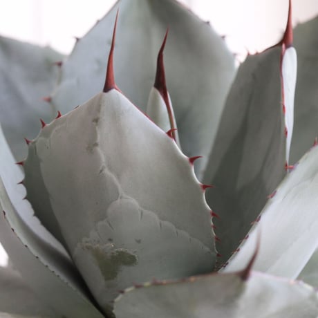 Agave パリー・トルンカータ
