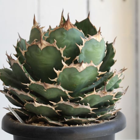 Agave titanota (N.F)