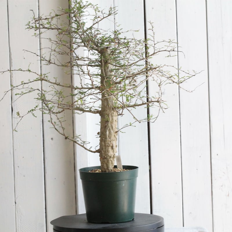 オペルクリカリア デカリー | hanayoshi-botanical