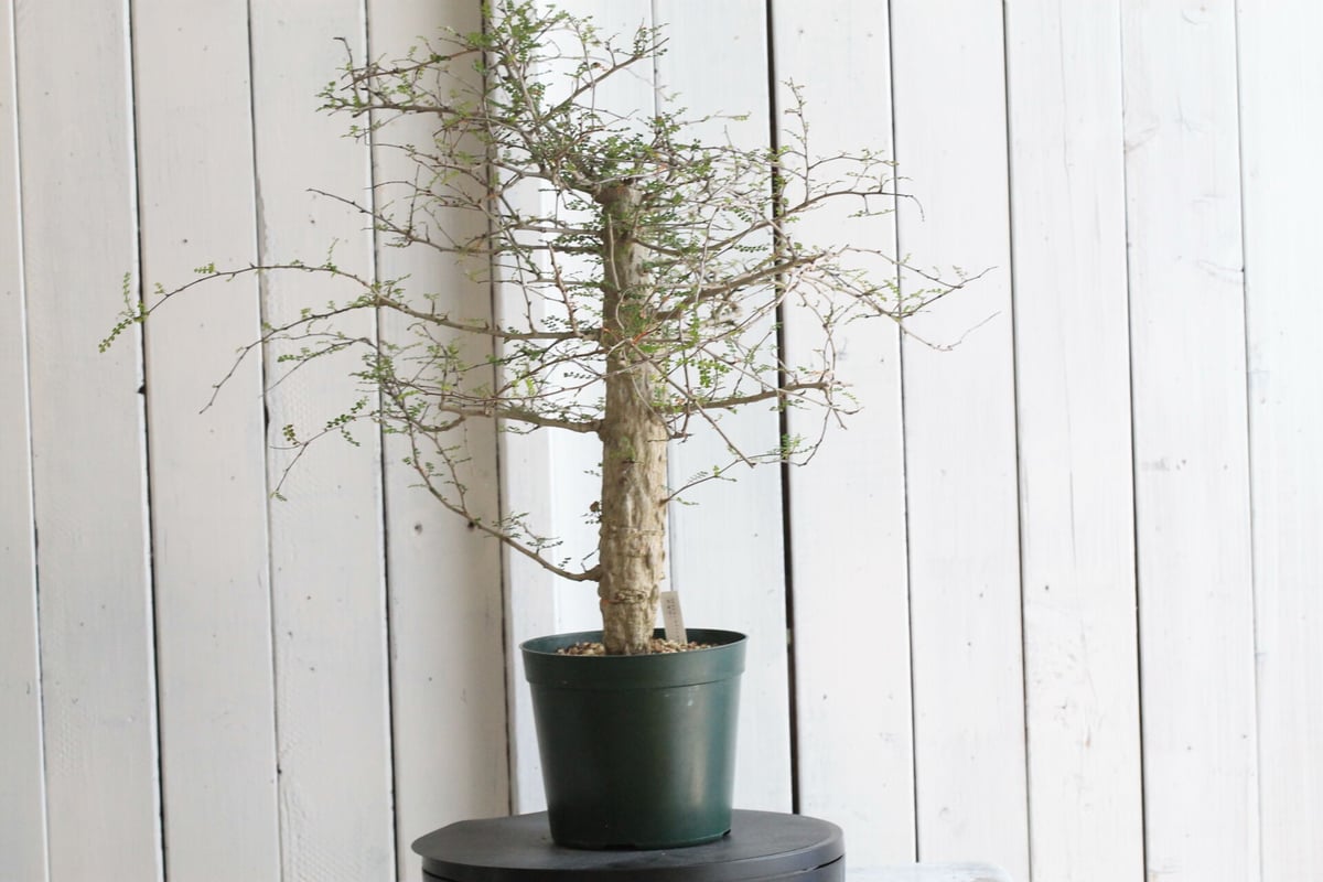 オペルクリカリア デカリー | hanayoshi-botanical