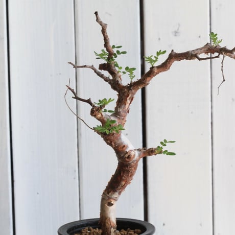 CATEGORY コミフォラ | hanayoshi-botanical