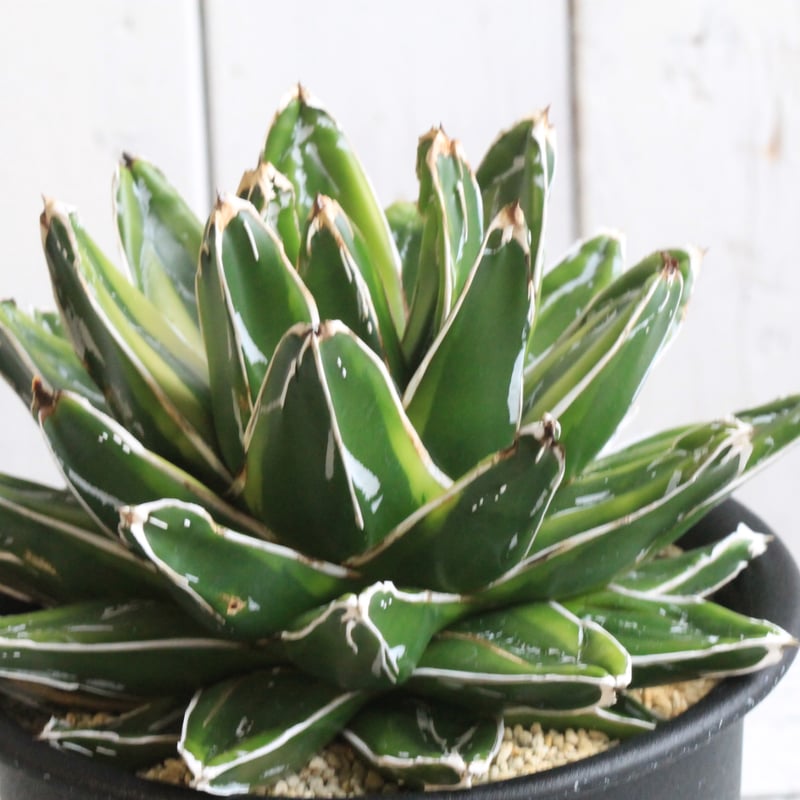 アガベ 笹の雪 輝山 | hanayoshi-botanical