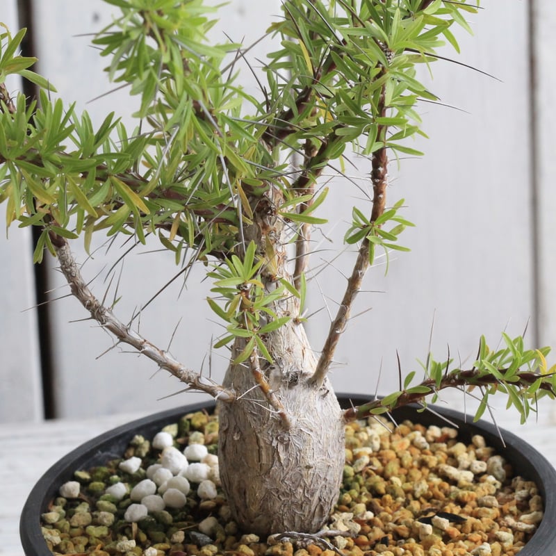 フォークイエリア プルプシー 国内実生株 フォークイエリア プルプシー 実生 | hanayoshi-botanical