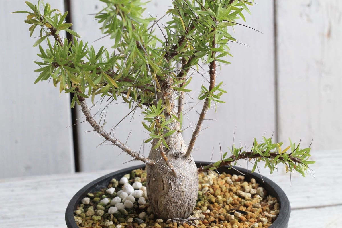 フォークイエリア プルプシー 実生 | hanayoshi-botanical