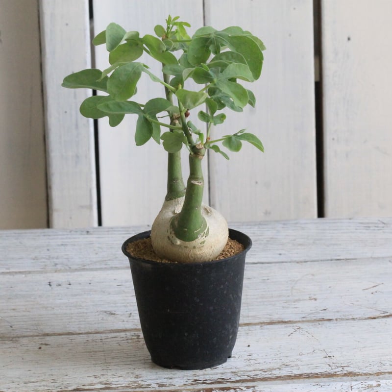 【実生】【斑入り】アデニア グラウカ 実生】【斑入り】アデニア グラウカ アデニア グラウカ Adenia glauca