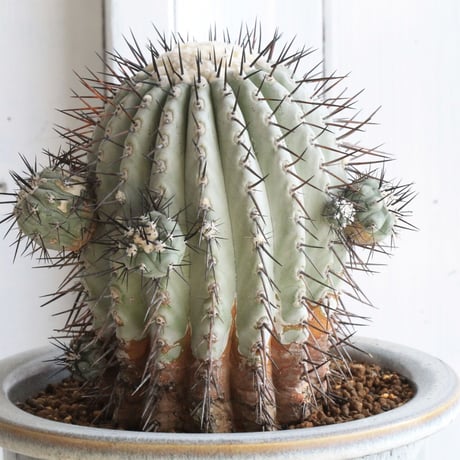 サボテン ゴジラ 国内実生繁殖苗 実生接 開花株 抜き苗発送 サボテン