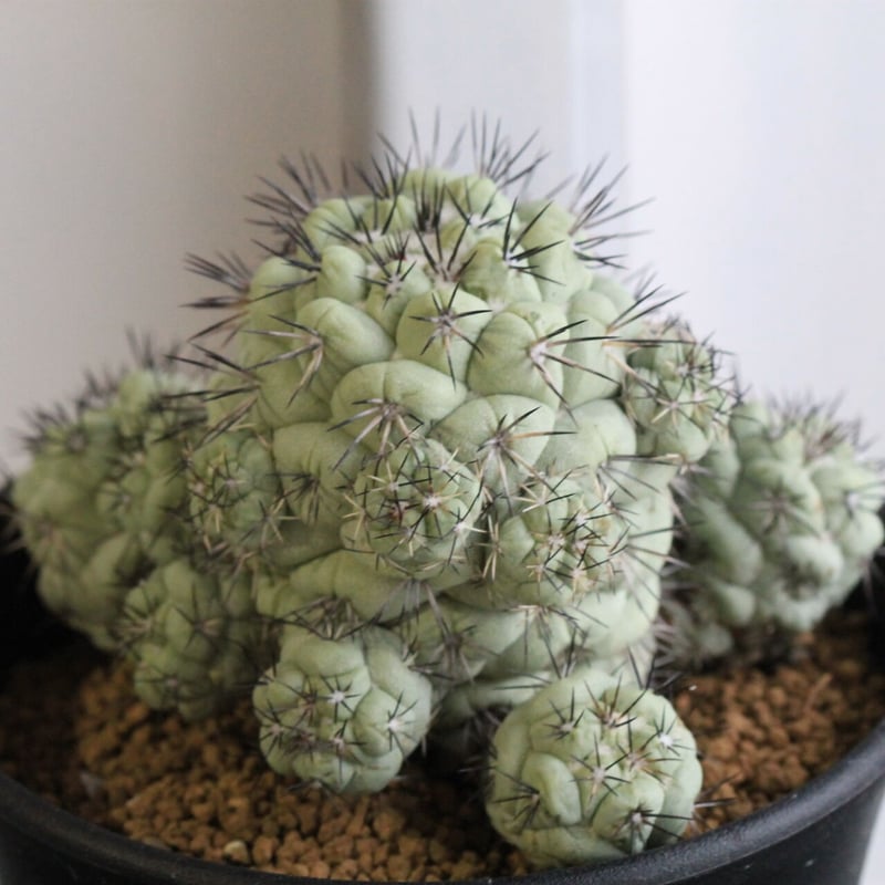 オルテゴカクタス マクドガリー | hanayoshi-botanical