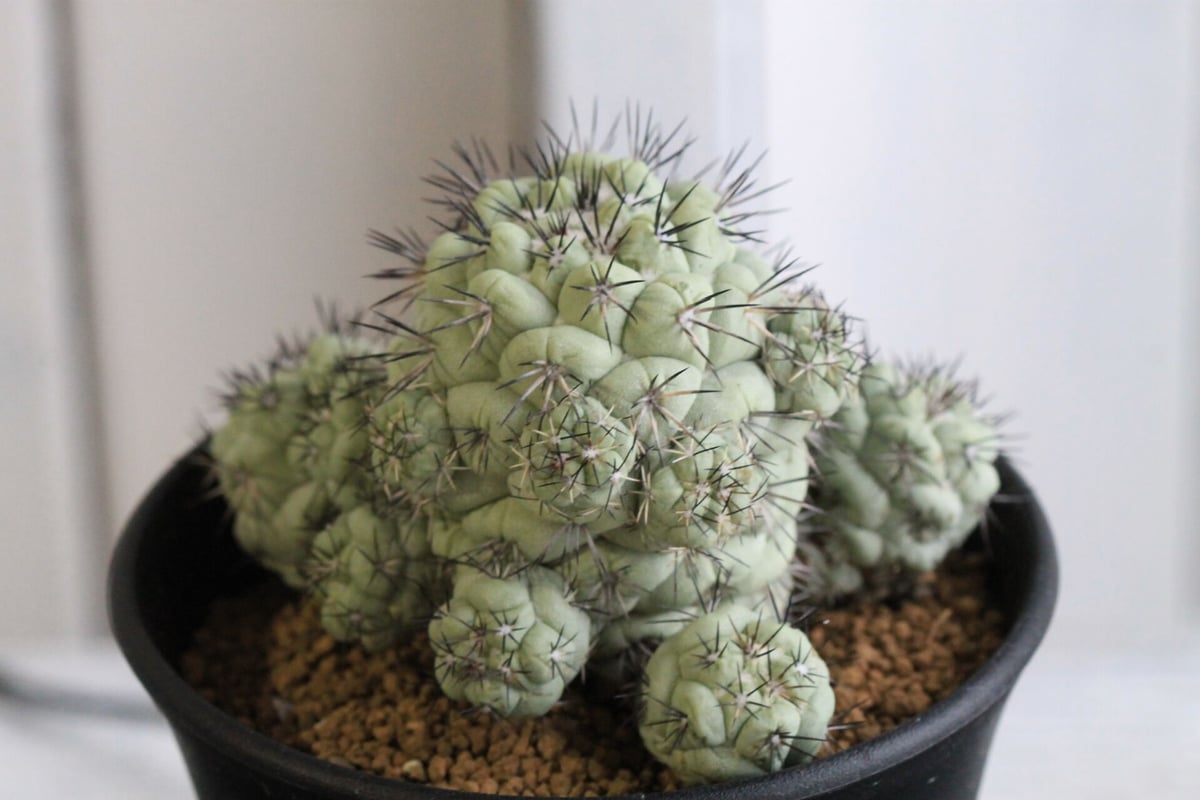 高級品種】オルテゴカクタス マクドガリー 黒棘群生 菊水 帝冠 花籠  