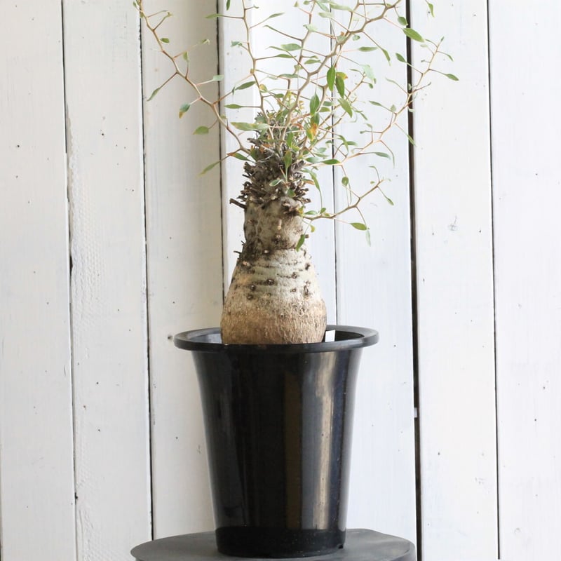 TOM　フォークイエリア・コルムナリス　観峰玉 fit=scale-down,w=1200