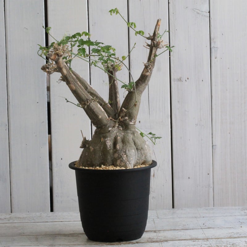 モモルディカ ロストラータ | hanayoshi-botanical