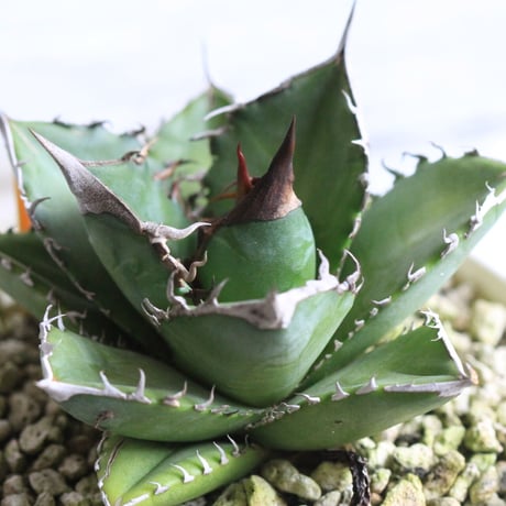 Agave titanota FO76