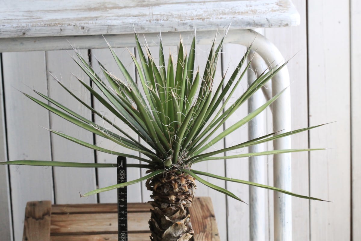 ユッカ フィリフェラ | hanayoshi-botanical