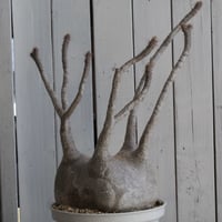 パキポディウム タッキー大黒×タッキー② | hanayoshi-botanical