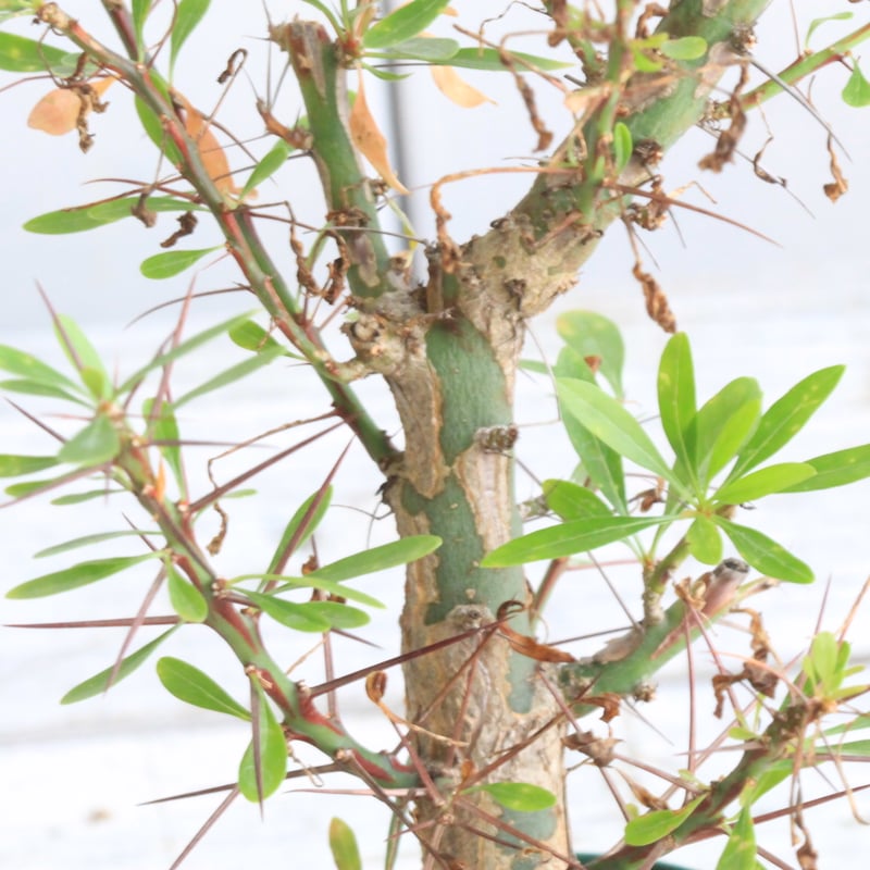 フォークイエリア ファシクラータ×プルプシー（あいのこ）挿し木