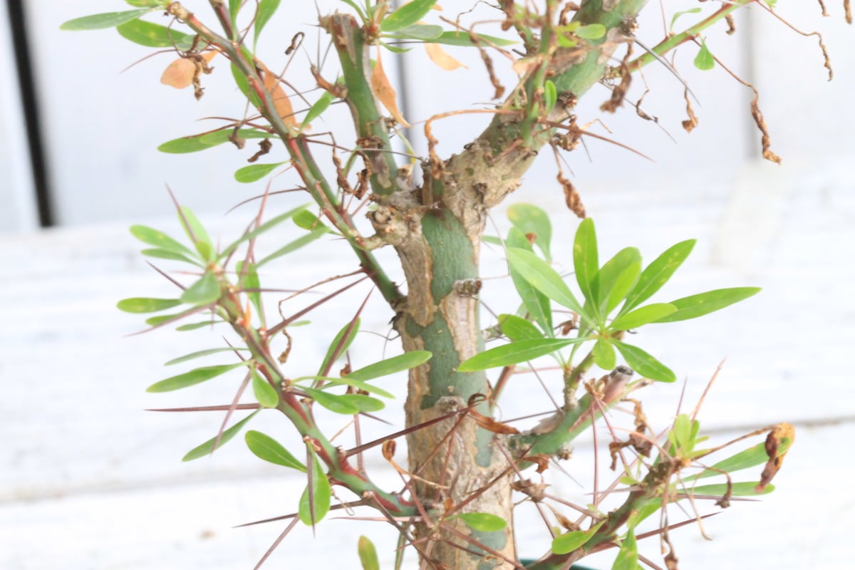 フォークイエリア プルプシー×ファシクラータ ハイブリッド 挿し木 2本