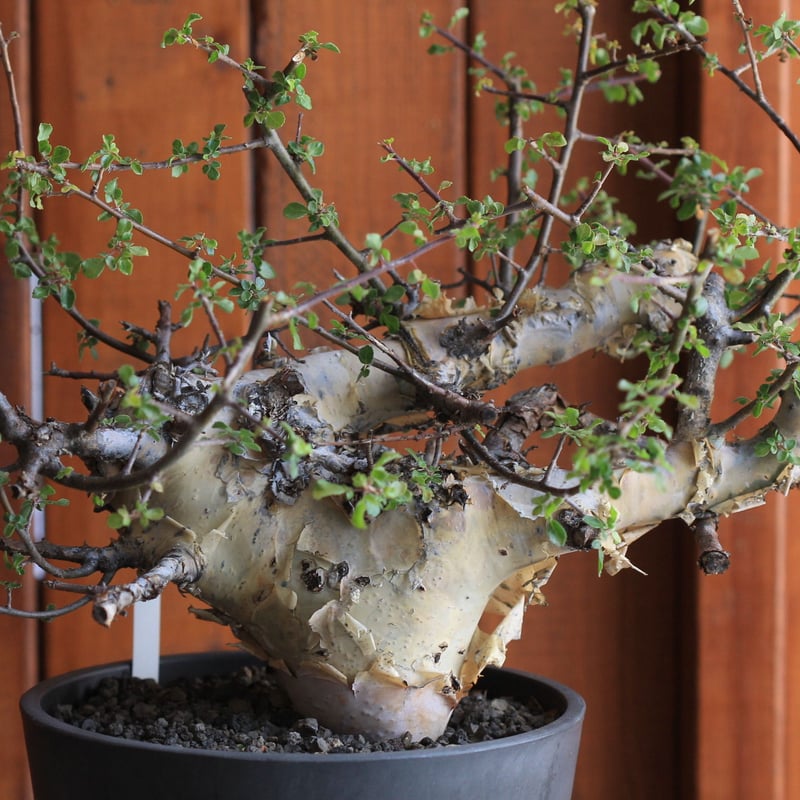 Commiphora kataf コミフォラ カタフ | hanayoshi-botanical
