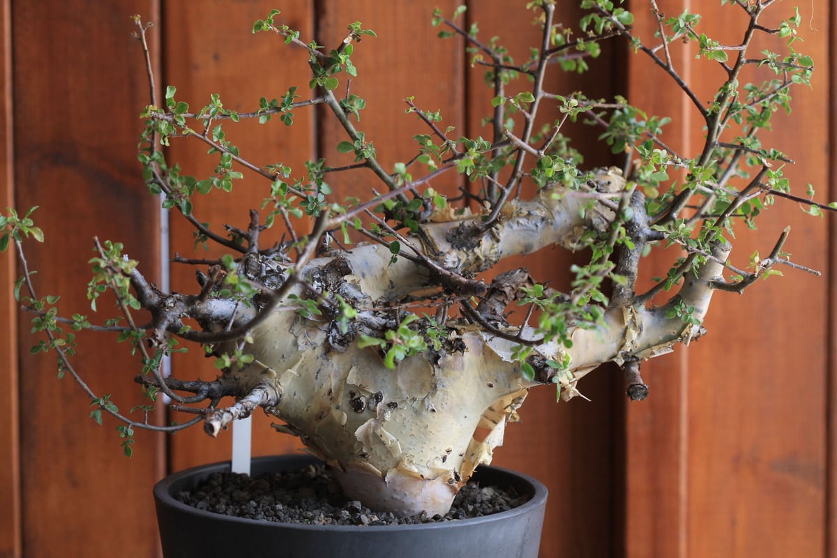 コミュフォラ　カタフ＆valiem Commiphora kataf コミフォラ カタフ | hanayoshi-botanical