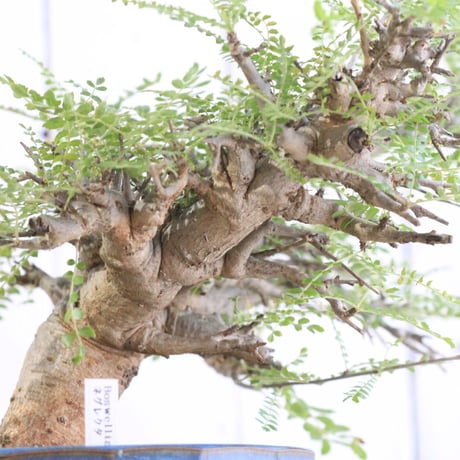Boswellia ネグレクタ