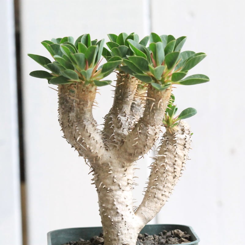 ユーフォルビア ギラウミニアナ | hanayoshi-botanical