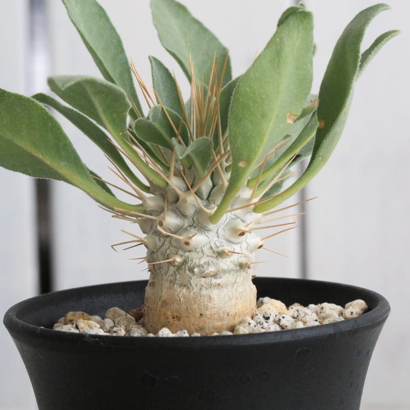 パキポディウム ナマクアナム 光堂（実生）② | hanayoshi-botanical